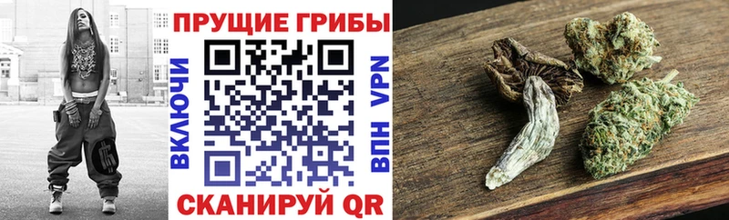 МЕГА маркетплейс  Горячеводский  Галлюциногенные грибы Cubensis  где продают наркотики 